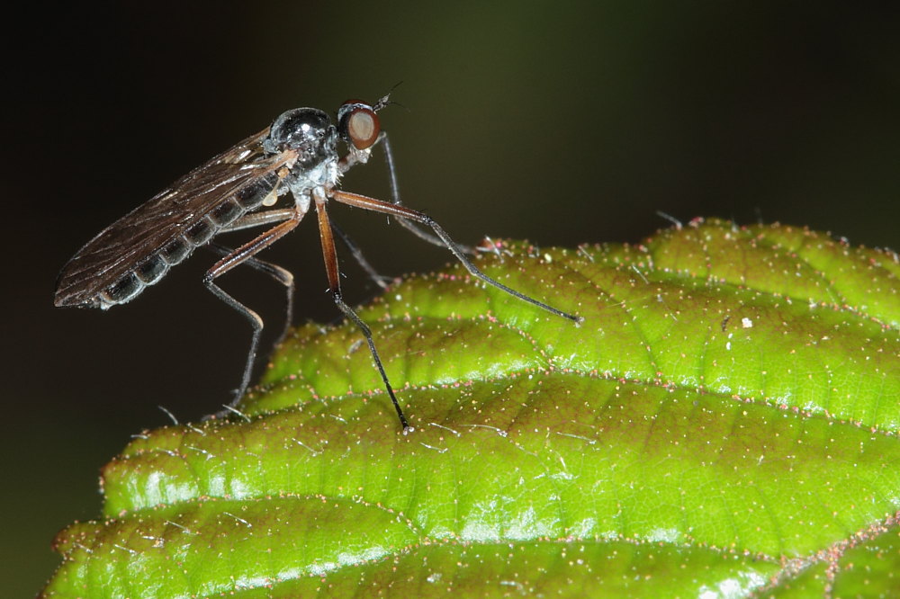 Brachystoma vesiculosum (Brachystomatidae)